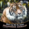 What_can_we_do_about_endangered_animals_